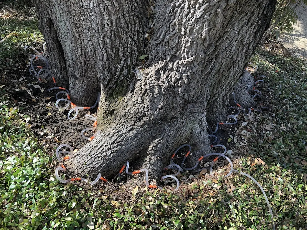 Detailed Tree Cabling and Bracing job site in Okmulgee