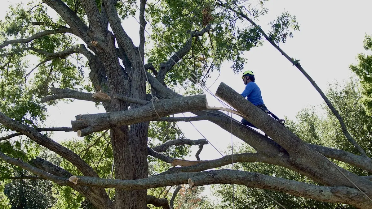 Professional Hazardous Tree Removal performed by certified arborists in Okmulgee